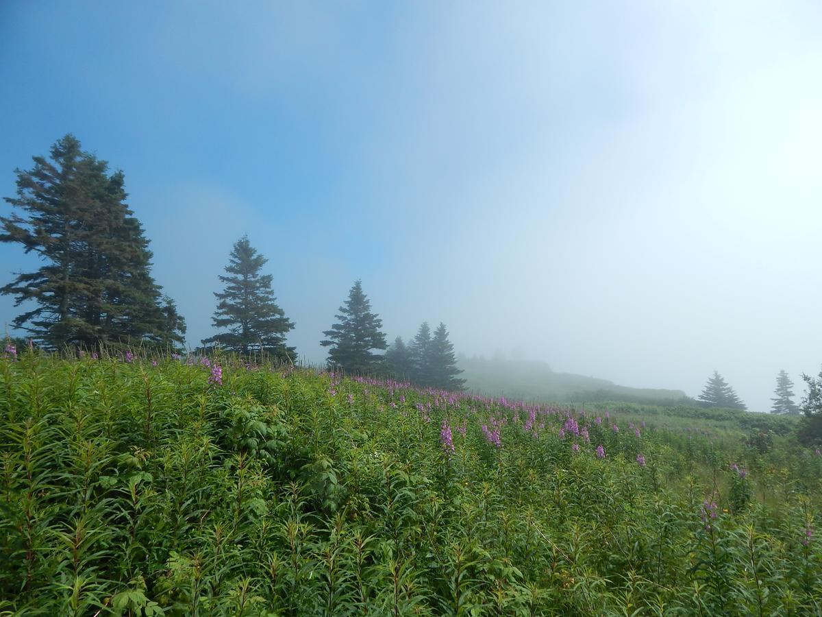 Les Chalets Brise-De-Mer Sainte-Therese-de-Gaspe 外观 照片